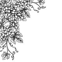 A frame with vines and bunches of grapes. graphics, black and white hand-drawn illustration. Isolate on a white background. A design element for packages and labels. For banners and posters. vector