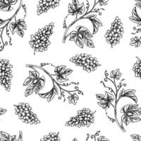 Seamless pattern with the image of grapes and vines. A graphic illustration drawn by hand. On a white background. For packaging and label design. For banners, textiles and more. vector