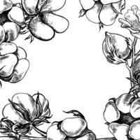 The cotton is organic. The frame is black and white, detailed. Graphic illustration in the form of a frame made of cotton balls, emphasizing botanical features. Hand-drawn on a white background vector