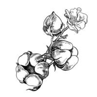 The cotton is organic. A branch of ripe cotton, emphasizing the botanical features. Black and white, detailed, graphic, illustration. Isolate, hand-drawn on a white background. vector