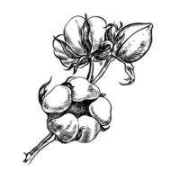 The cotton is organic. A branch of ripe cotton, emphasizing the botanical features. Black and white, detailed, graphic, illustration. Isolate, hand-drawn on a white background. vector