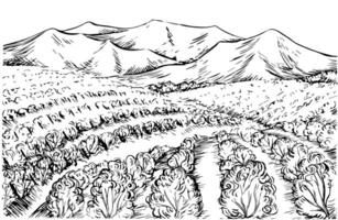 Landscape with grape fields. graphics, black and white hand-drawn illustration. On a white background. For packaging and label design. For banners, posters and more. vector