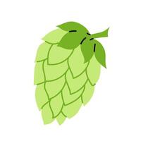 Hop cone. An ingredient for making beer. A climbing herbaceous plant. Hops. Illustration on a white background. vector