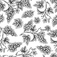 Seamless pattern with the image of grapes and vines. A graphic illustration drawn by hand. On a white background. For packaging and label design. For banners, textiles and more. vector