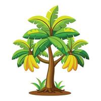 Banana tree with bananas on it vector