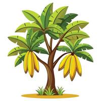 Banana tree with bananas vector
