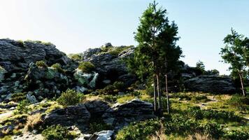 The Alps, where countless trees are illuminated by the sun video