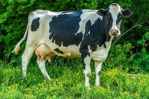 Milk cow in the farm field photo