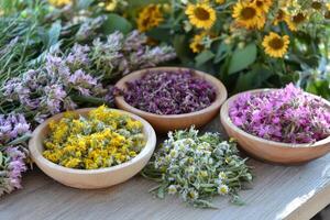 Preparing freshly harvested herbs for drying and use in herbal medicine photo