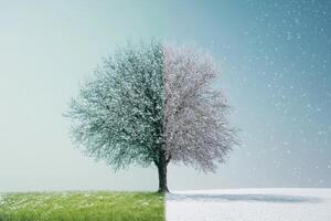 solitario árbol en pie demostración transición desde invierno a primavera con nieve derritiendo foto