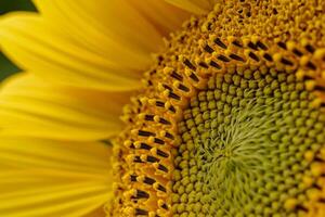 Detailed macro shot of a sunflower blooming in summer photo