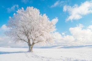 Big lonely frozen tree standing in a snowy field under a blue sky photo