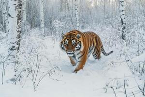 Siberian tiger walking in snowy winter forest photo