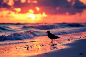 Seagull standing on the beach at sunset with ocean waves photo