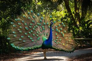 Peacock showing its colorful feathers in the park photo