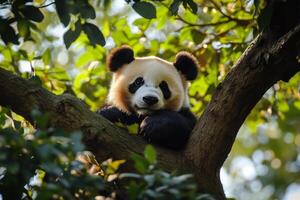 Cute giant panda relaxing on a tree branch in the forest photo