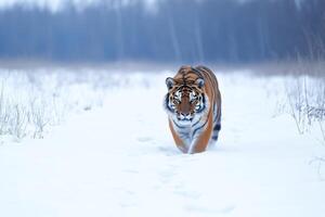 Siberian tiger walking in the snow in winter forest photo