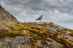 a seagull sits on a stone covered with moss and grass, Norwegian seascape, rocky coast with dramatic skies, the sun breaks through the clouds, sheer cliffs, small islands illuminated by the sun photo