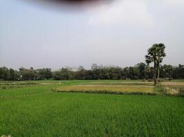 beutiful village green scenery background photo
