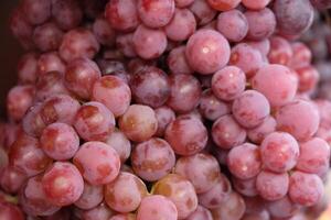 The Red Globe is a variety of very large, seeded red grapes with firm flesh used mainly as a table grape. Vitis vinifera 'Red Globe' photo