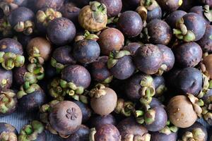 Mangosteen is a kind of evergreen tree from the tropics which is believed to have originated in the Malay Peninsula and spread to the Archipelago. Garcinia mangostana. photo