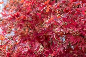 close up of a tree with red leaves. The leaves are dry and brown, and the tree appears to be in a state of decay photo