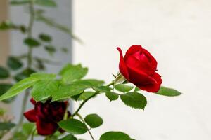rose is the main focus of the image and the leaf is in the background photo