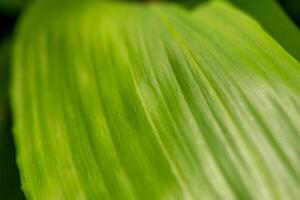 leaf is shown in a close up with the veins and texture of the leaf visible photo