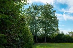 tree with branches is in the middle of a field photo