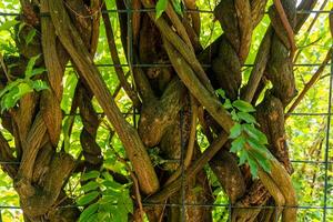 tree with many branches and leaves is growing through a fence photo