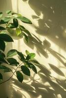 Soft green leaves cast intricate shadows on wall in warm sunlight. Vertical background photo