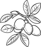 almonds on a branch with leaves white page vector