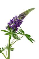 Lupine flower isolated on white background photo