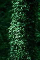 Deciduous forest. Tree trunk entwined with ivy. Green leafy background. photo