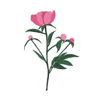 Colorful peony on a white background. Can be used for postcards, invitations, advertising, web, textile and other. vector