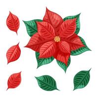 Christmas decoration poinsentia flower. Winter house plant. Poinsentia flower and its leaves on a white background. Red flower. vector