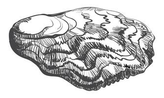 Oyster . Hand drawn oyster shells. Fresh oyster isolated on white background, linear sketch. Engraving effect, linear ink drawing. Clipart for logo, menu. vector