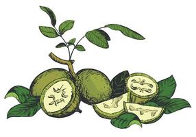 composition of walnut in color engraving technique. Unripe walnut seeds whole and halves, leaves and branches lie on the table. Ingredient for Nocino liqueur. Linear sketch in black ink. vector