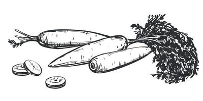 Set of carrot sketches. Whole vegetable with leaves and sliced pieces. Hand drawn natural farm food in engraving style. Source of vitamin A. Edible root vegetable. Vegetarian food. vector