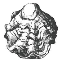 sketch of oyster. Hand drawn oyster shell. Seafood isolated on white background, linear sketch. Engraving effect, linear ink drawing. Clipart for logo, menu. vector