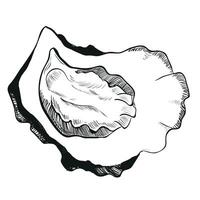 sketch of oyster. Hand drawn open oyster shell. Seafood isolated on white background, linear sketch. Engraving effect, linear ink drawing. Clipart for logo, menu. vector