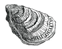 Oyster . Hand drawn oyster shells. Fresh oyster isolated on white background, linear sketch. Engraving effect, linear ink drawing. Clipart for logo, menu. vector