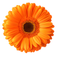 Vibrant orange flower with striking petals, perfect for adding a touch of brightness and color to any design or project. png