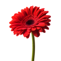 A vibrant red gerbera daisy bloom with delicate petals, symbolizing beauty and joy in nature. png