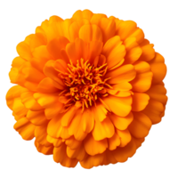 Vibrant orange flower with intricate petals, perfect for adding a splash of color to any design or project. png