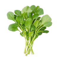 A vibrant bunch of arugula leaves with crisp green colors, perfect for enhancing salads and adding freshness to dishes png