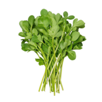 A vibrant bunch of fresh green leaves is neatly arranged, showcasing the potential for delicious healthy meals or salads png