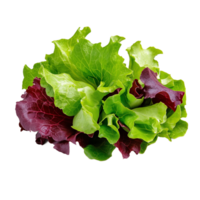 A variety of fresh green and red lettuce leaves combined for creating nutritious salads or flavorful garnishes in meals png