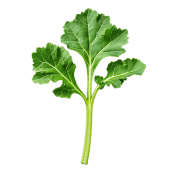 beschwingt Grünkohl Blätter sich ausruhen auf ein Stengel, bereit zu Sein benutzt im nahrhaft Mahlzeiten im ein Zuhause Küche Umgebung zu fördern gesund Essen Gewohnheiten png