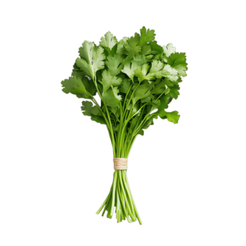 en knippa av färsk Koriander med ljus grön löv bunden med sträng, idealisk för tillsats smak till maträtter och förstärkning recept png